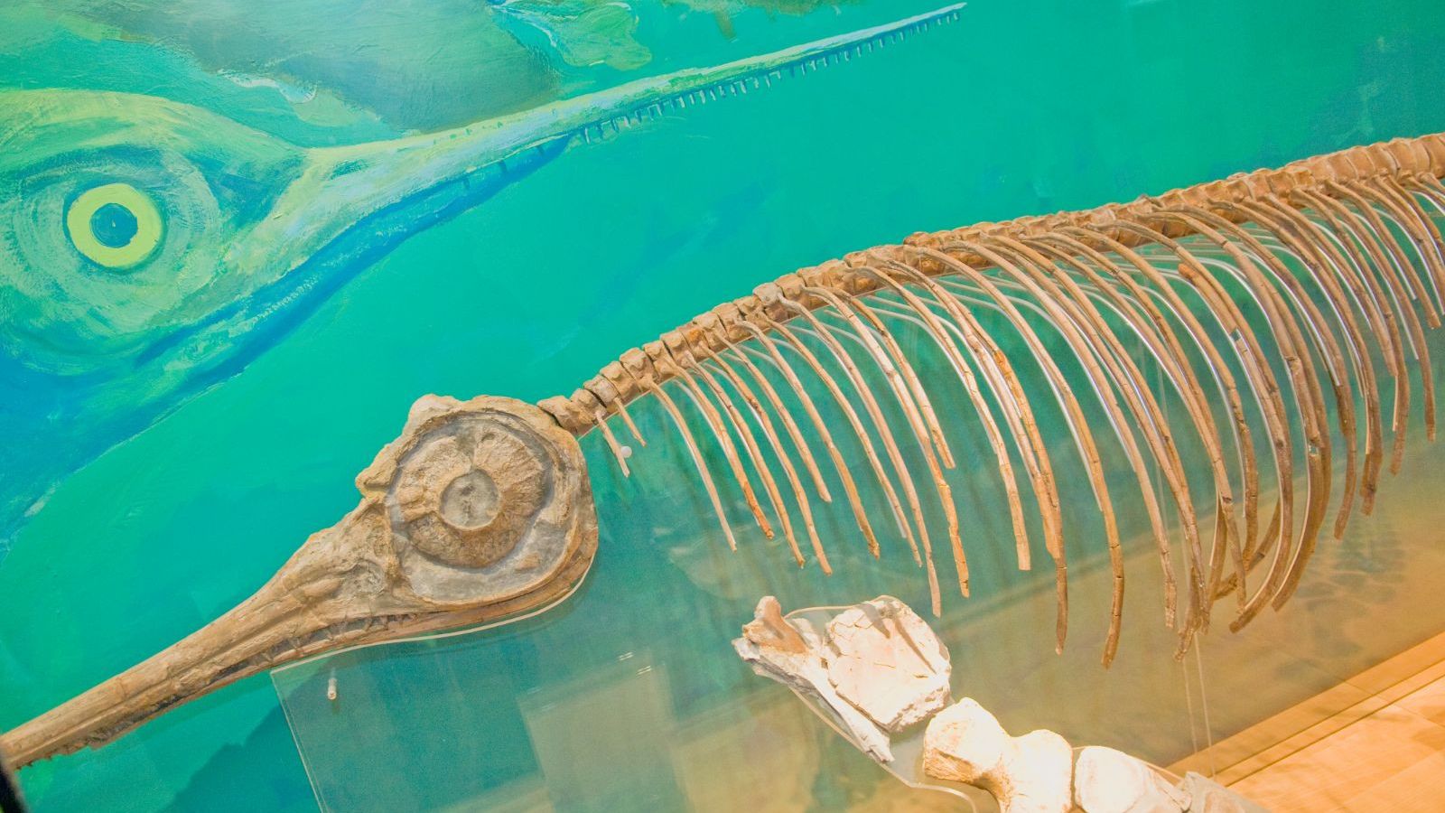Fischsaurier im Geopark-Informationszentrum Königslutter.
