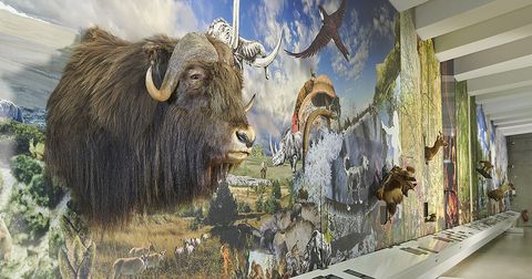 Blick auf die Panoramawand der Dauerausstellung im Forschungsmuseum Schöningen